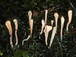 Attēlu rezultāti vaicājumam “Clavariadelphus ligula”