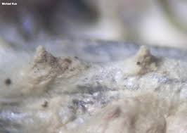 Attēlu rezultāti vaicājumam “Akanthomyces aculeatus”