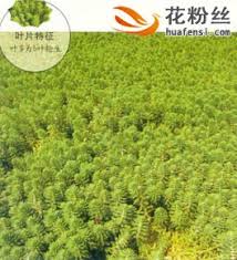 「粉綠狐尾藻」的圖片搜尋結果