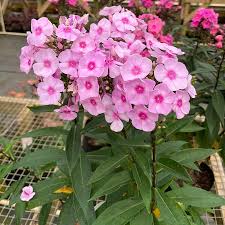 Attēlu rezultāti vaicājumam “Phlox paniculata”