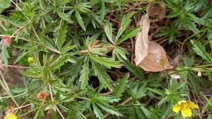 Attēlu rezultāti vaicājumam “Potentilla erecta leaf”