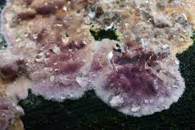 Attēlu rezultāti vaicājumam “Chondrostereum purpureum”