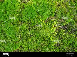 Attēlu rezultāti vaicājumam “Sciuro-hypnum curtum sporophyte”