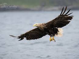 Image result for Haliaeetus albicilla