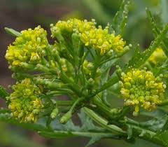 Attēlu rezultāti vaicājumam “Sisymbrium loeselii flower”