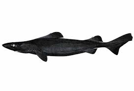 Image result for Somniosus pacificus