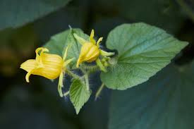 Attēlu rezultāti vaicājumam “Thladiantha dubia leaf”