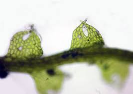 Attēlu rezultāti vaicājumam “Cephalozia loitlesbergeri”