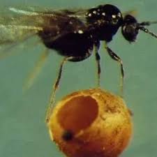 Attēlu rezultāti vaicājumam “Cynipidae”