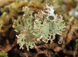 Attēlu rezultāti vaicājumam “Cladonia norvegica”