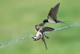 Attēlu rezultāti vaicājumam “Hirundo rustica adult”