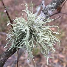 Attēlu rezultāti vaicājumam “Ramalina farinacea”