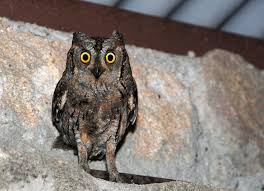 Image result for Otus scops