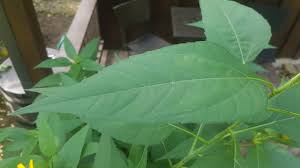 Attēlu rezultāti vaicājumam “Helianthus tuberosus leaf”