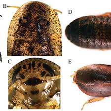 Attēlu rezultāti vaicājumam “Blattoptera”