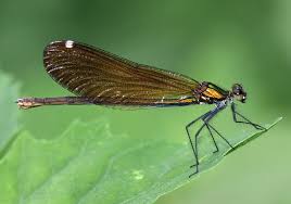 Attēlu rezultāti vaicājumam “Calopteryx virgo female”