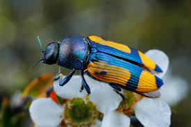 Attēlu rezultāti vaicājumam “Buprestidae”