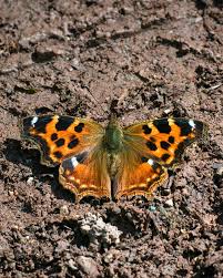 Attēlu rezultāti vaicājumam “Limenitis camilla underside”