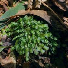 Attēlu rezultāti vaicājumam “Fissidens osmundoides”
