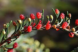 Attēlu rezultāti vaicājumam “Claustria didermoides macro”