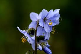 Attēlu rezultāti vaicājumam “Veronica officinalis flower”