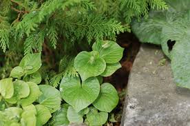 Attēlu rezultāti vaicājumam “Viola mirabilis leaf”