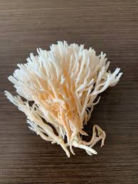 Attēlu rezultāti vaicājumam “Lentaria”