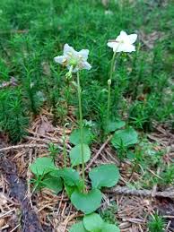 Attēlu rezultāti vaicājumam “Moneses uniflora flower”