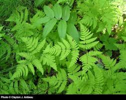 Attēlu rezultāti vaicājumam “Dryopteris”