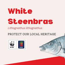 Image result for Lithognathus lithognathus