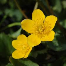 Attēlu rezultāti vaicājumam “Caltha palustris flower”