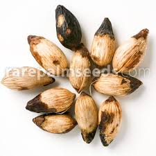 Attēlu rezultāti vaicājumam “Diderma montanum var. album macro”