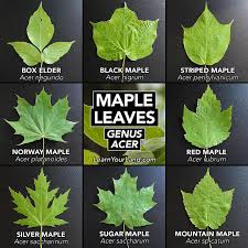 Attēlu rezultāti vaicājumam “Acer saccharinum leaf”