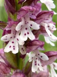 Attēlu rezultāti vaicājumam “Orchis ustulata”