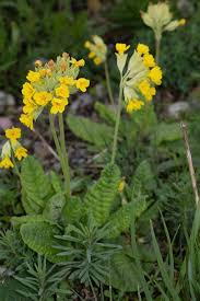 Attēlu rezultāti vaicājumam “Primula veris var. rubra”