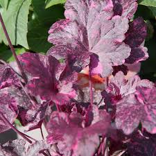 Image result for Heuchera `Midnight Rose`
