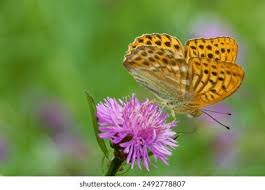 Attēlu rezultāti vaicājumam “Argynnis laodice male”