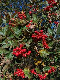 Attēlu rezultāti vaicājumam “Sorbus hybrida”