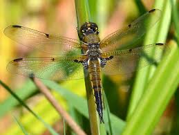 Attēlu rezultāti vaicājumam “Libellula quadrimaculata”
