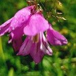 Attēlu rezultāti vaicājumam “Gladiolus imbricatus fruit”