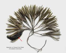 Attēlu rezultāti vaicājumam “Furcellaria lumbricalis”