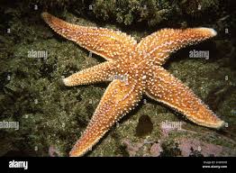 Image result for Asterias rubens