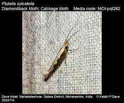 Attēlu rezultāti vaicājumam “Plutella xylostella”