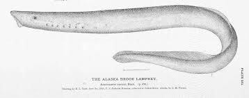 Image result for Lethenteron camtschaticum