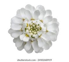 Image result for Iberis amara