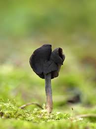 Attēlu rezultāti vaicājumam “Helvella atra”