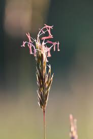 Attēlu rezultāti vaicājumam “Anthoxanthum odoratum flower”
