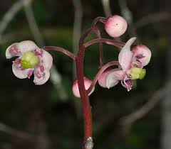 Attēlu rezultāti vaicājumam “Chimaphila umbellata flower”