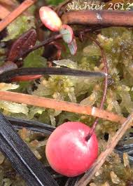 Attēlu rezultāti vaicājumam “Oxycoccus fruit”