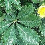 Attēlu rezultāti vaicājumam “Potentilla reptans bud”